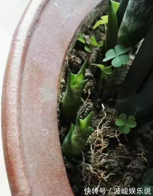 新芽|虎尾兰盆里加点2种“液体”，新芽不断，叶子挺拔，开花特香！