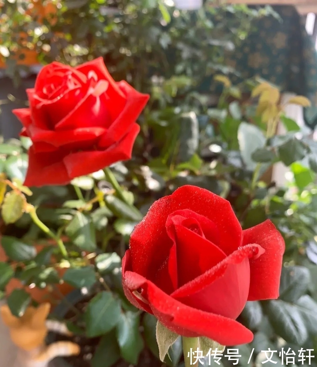 品种|100个月季品种,千姿百态,每个都很漂亮,图名并茂,值得收藏