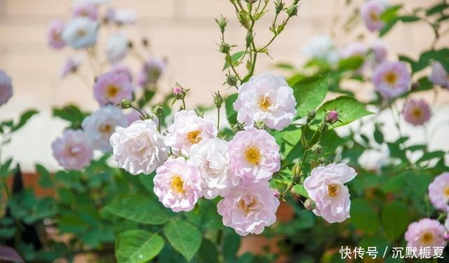 懂行的人冬天坚决不买三种花,哪怕很便宜,也不白花钱!