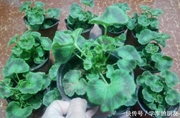 养花别养太贵的，这些花卉几块钱一大把，回家养盆里能开整个春天！