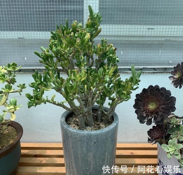 这花叫马蹄掌,也叫吸财树,寓意“招财进宝”,比多肉还好养