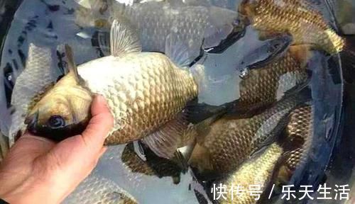 冬季手竿钓鲫鱼，用了这4个秘诀，上鱼更多，渔获差不了！