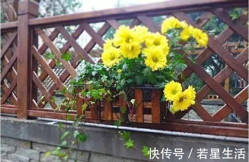 花花草草|晒晒我家40平小庭院,喝茶赏花岁月静好,邻居天天跑来蹭玩