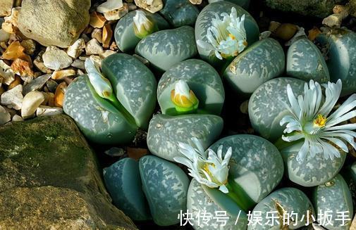 这5种多肉植物,不喜欢阳光,小心别晒伤了