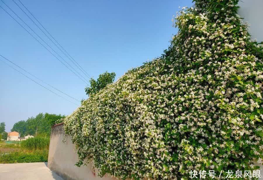 很好养的3种花,养室外养庭院里,一片繁花,芳香漂亮