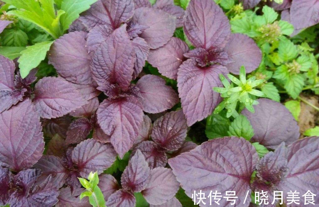 有3种绿植,很养眼又很美味,种一盆不停生长、吃不完的节奏