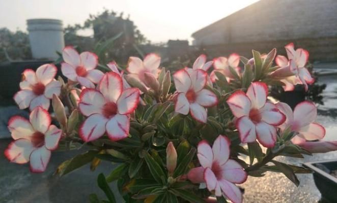 盆景|此花是世界名花，开花频繁，种植简单，室内也能养，还可做盆景树