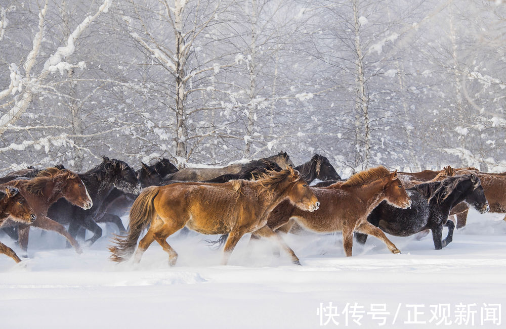 昭苏县|马踏雪原