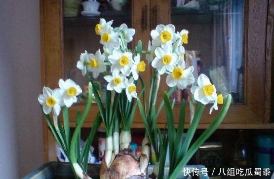 春节期间,国人为什么都爱养“水仙花”?
