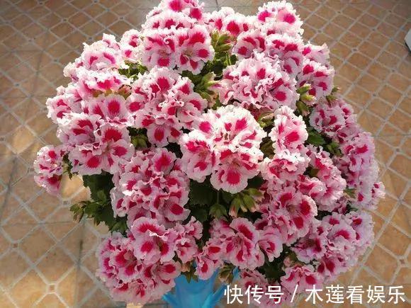 新手|1种花“人人爱”，耐旱好养，新手也能花开成球，一开300天！