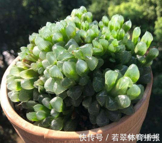 植株|养1年的玉露群生，盆内显得太挤，狠心将其拆了，结果成玉露大户