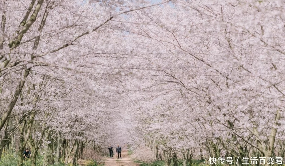 成都隔壁樱花开啦：70多万株，世界最大樱花基地，免费看！