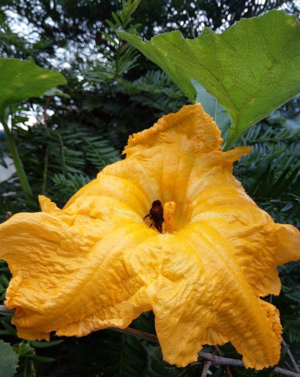 农村常见的花,摘下来还能做菜吃,味道比鸡肉还鲜美