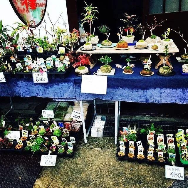 山野草，也高雅！