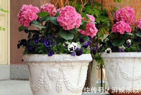 蓝冰|人见人爱“大绣球”,做到几点咋养都活,“红蓝相映”,变换无穷