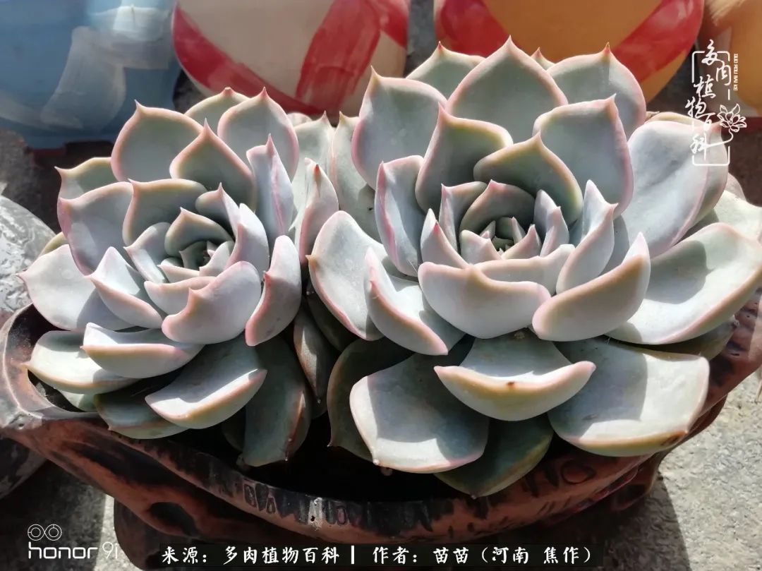 迷上多肉后,有一种喜欢叫一日看三回!