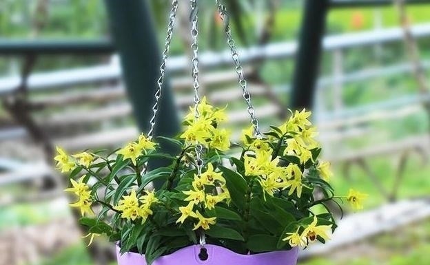 家里养花不要瞎眼！这6种花旺财又养人，有2种花是大忌！