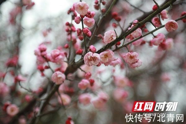 新田|湖南新田：梅花盛开报春来（组图）