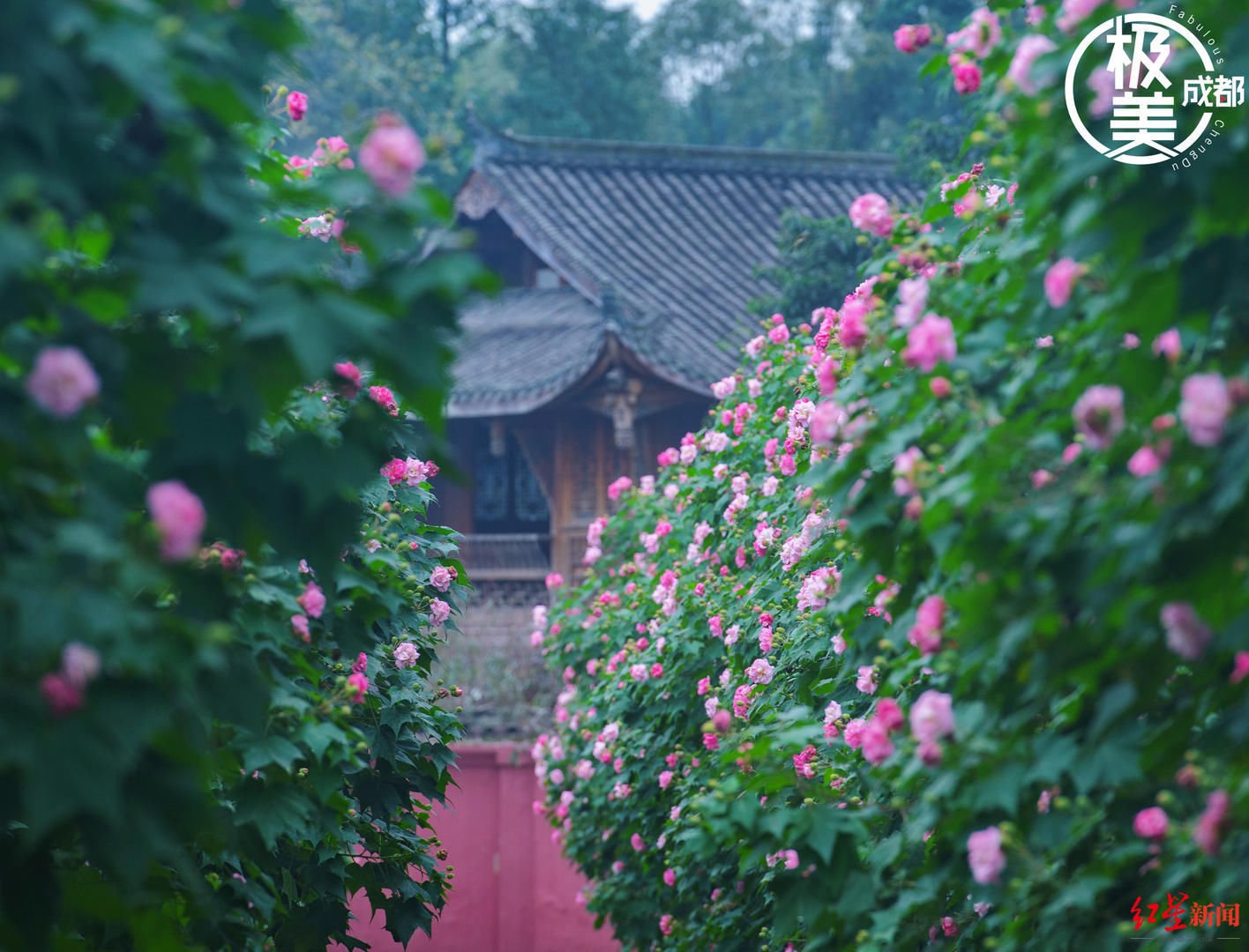 花花花花花~且看公园城市的“花月令”