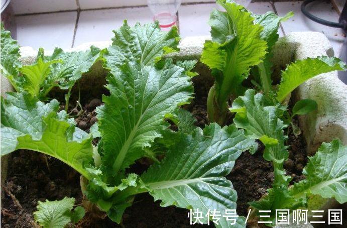 4种“小菜根”,吃完不要扔,埋在花盆里,半个月又长出新蔬菜