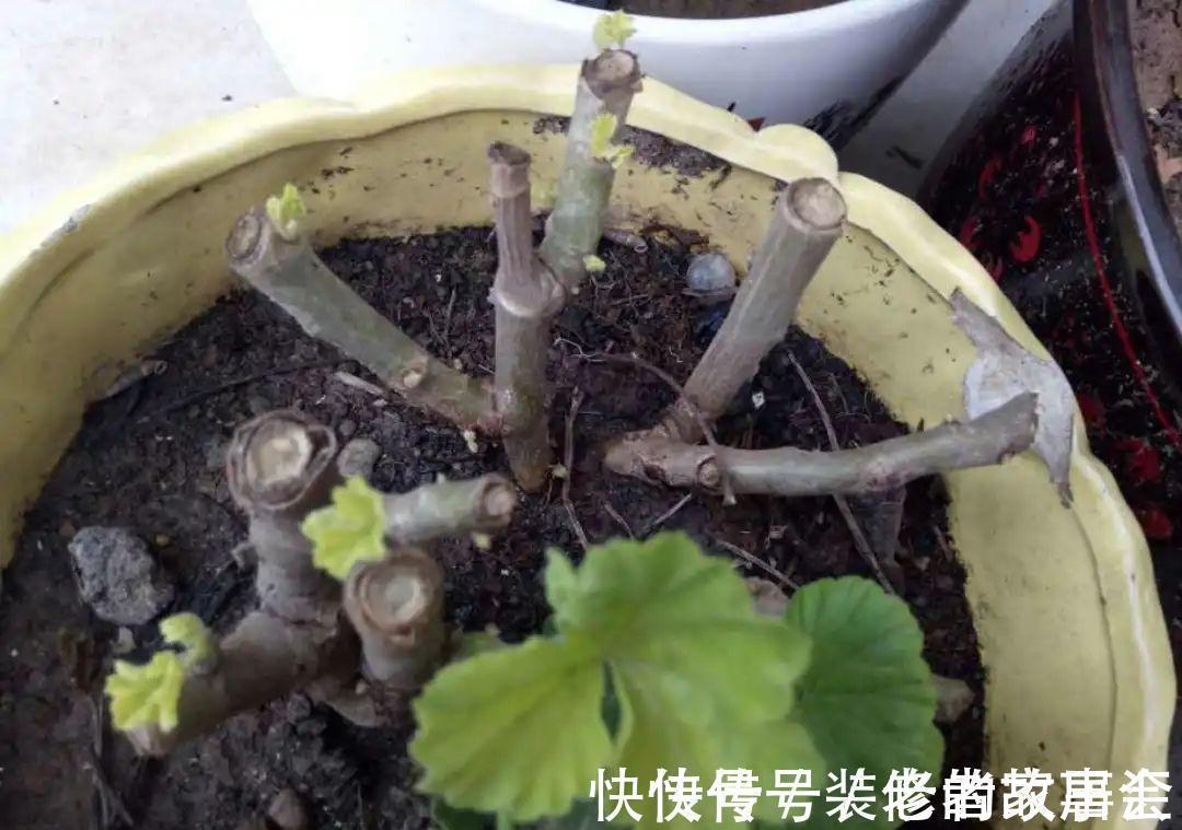 花量|6种花别养老桩，越老越不开花，赶紧扦插备份