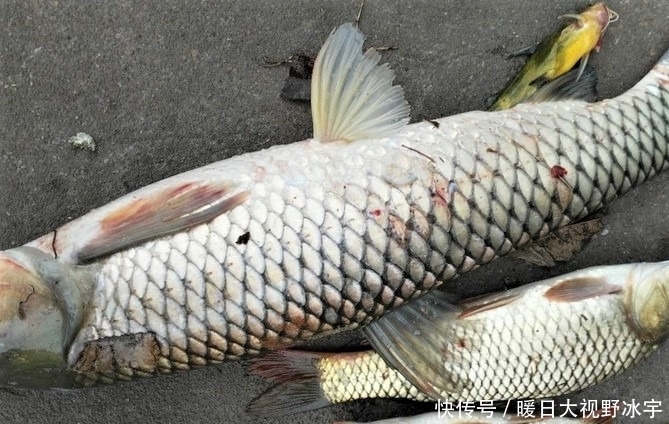 翻倍|怎样才能钓到大鱼?通过三方面去守钓,渔获量翻倍