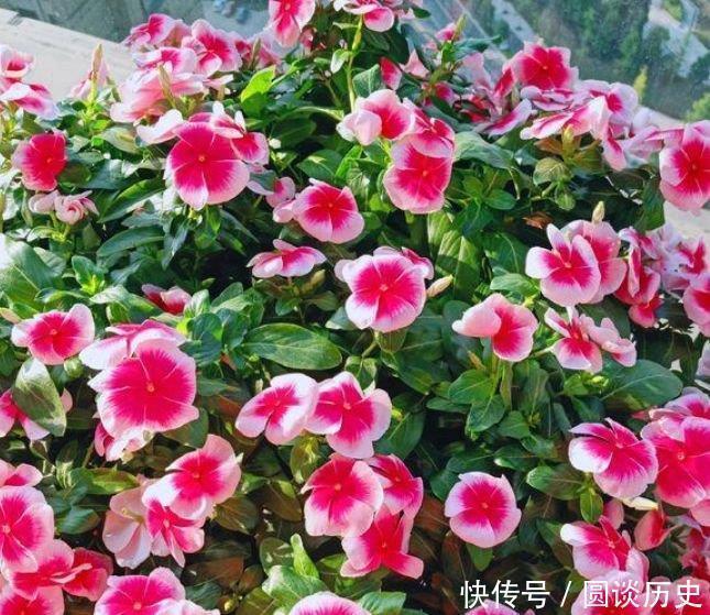 全年|4种“好养花”,随便一养就爆盆,养家里,全年开花不断