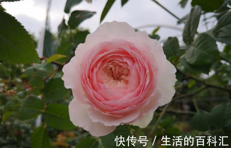 肥害|月季花难养，问题不断吗教您2招，找准问题原因!