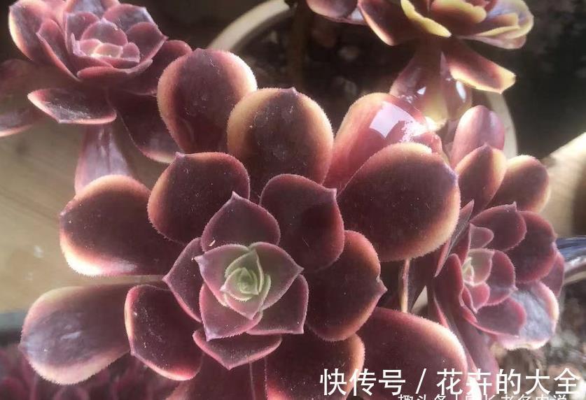 叶心处|想把自己的法师多肉养成碗的形状？那必须得满足4个要求才行