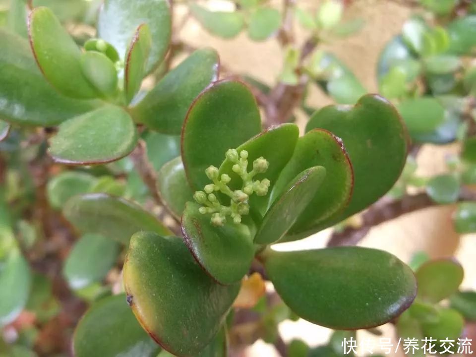 盆栽玉树养开花真不难，有4点要满足，可别再用假花冒充了