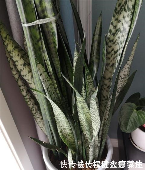 植株|虎皮兰浇2种“水”,蹭蹭长得旺,冒芽一个接一个!