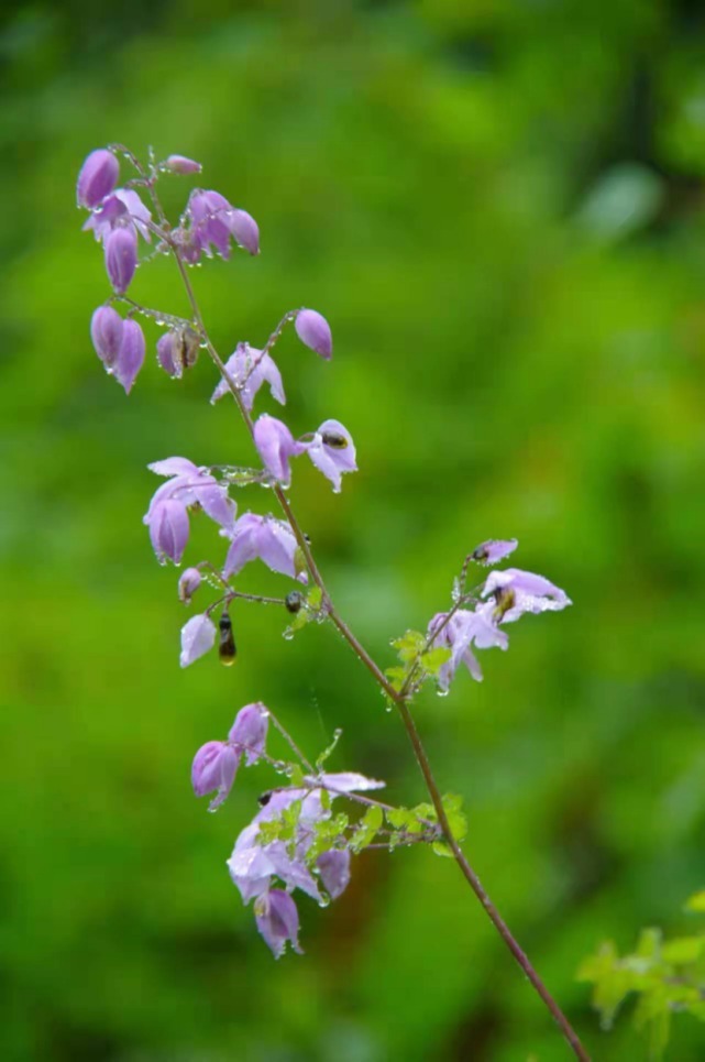 生物|杨向红镜头下的玉龙雪山奇花异草，见证了丽江生物多样性之美