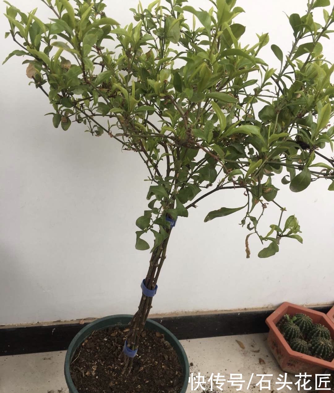 3月养蓝雪花，挖开花盆有“惊喜”，注意3点夏天开成“大花球”