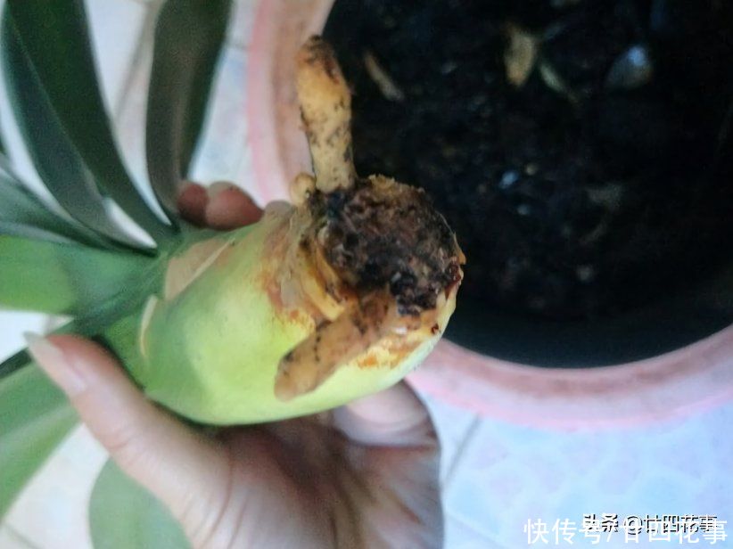 君子兰|君子兰烂根,不要太着急,2种情况酌情处理,大白根重新长出来
