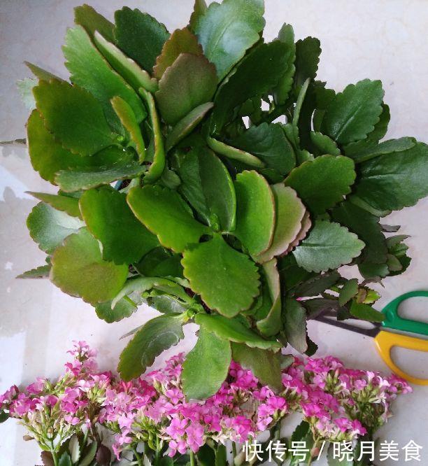 养花技巧:长寿开花不过瘾,学会1招,让它爆开1000朵