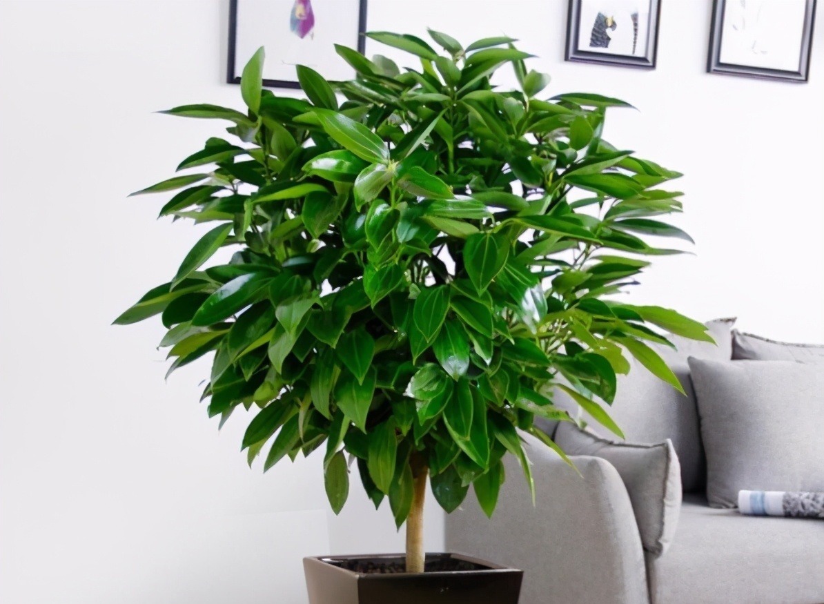 不管穷人富人，客厅建议摆放“3种花”，不贵而且寓意好