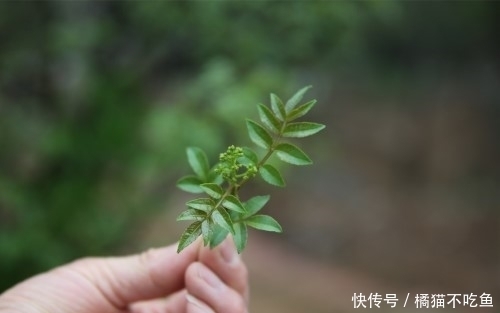 农村很常见的花椒树，不仅能止痛还能治疗小便不利