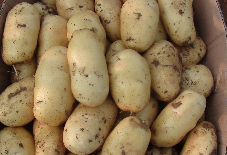 土豆丝|一盘土豆丝竟变成了“致癌物”，一家4口全住院，赶快了解下