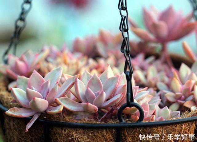最萌不过粉色,这10款粉色系多肉,各有各的美,哪种能“粉”到你