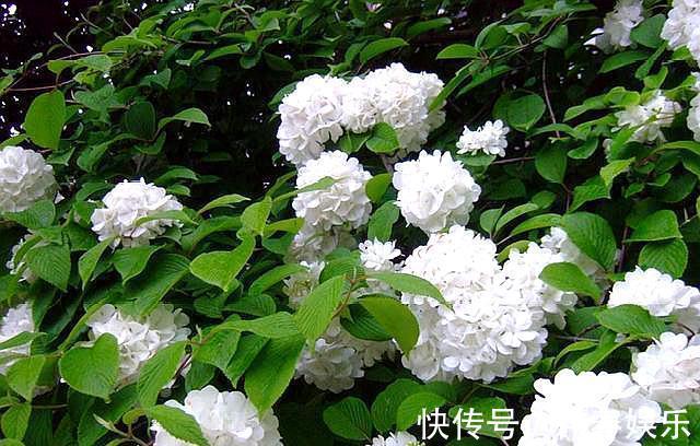 不会养花就养它,不畏严寒,不怕酷暑,春季开成“大雪球”!