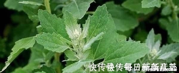 野菜|农村常吃的6种野菜，若你只吃过2种，都不好意思说自己是农村人