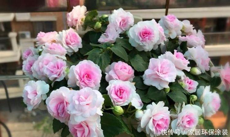 4种花开花爆盆花期长,花期长达200天,轻松养出小花园