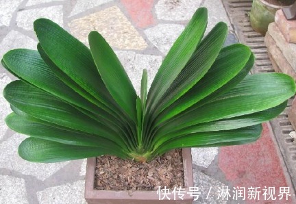 水都|啥废油黄豆水都不如1粒它,藏在草丛里,养花加1粒,叶绿花多!