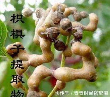 枳椇|每日一味中药枳椇子