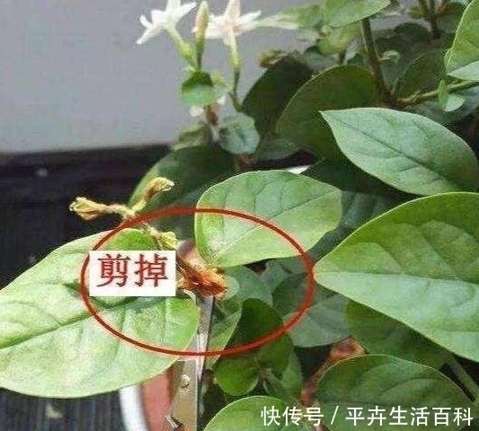 养好茉莉花,4个步骤缺一不可,花开满盆,一茬接一茬