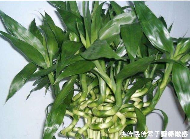 财纳福好运来|4种花自带财运,家里养一盆,招财纳福好运来,给点水就疯长!