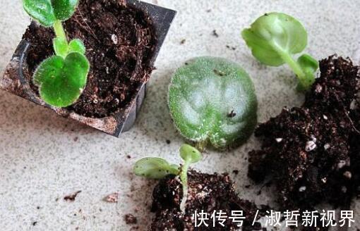 叶子|这“2种花”，摘1片叶子就能插活，花美叶绿，一盆种出20棵