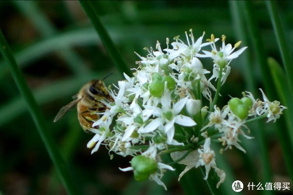 食材|立秋以后,“啃秋”有讲究,无论价格贵贱,这5种食材都要少吃