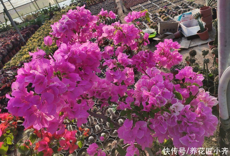 三角梅一直掉花怎么办？花期它有“五不能”，你做好了再试试