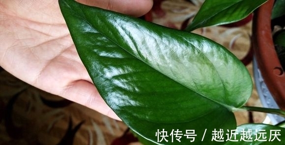 绿萝黄叶不要担心,或许5大窍门能挽救一下,爱花人早了解